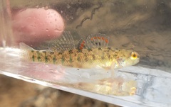 Etheostoma gracile