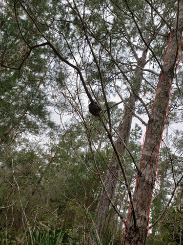 Sand pine (Pinus clausa)