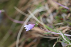 Soldanella pusilla