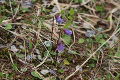 Soldanella pusilla