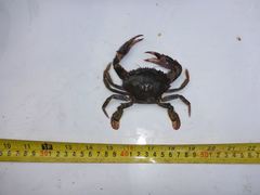 Charybdis japonica