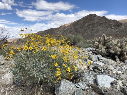 iNaturalist observation photo of Brittlebush