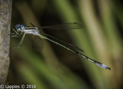 Lestes plagiatus