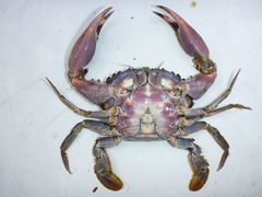 Charybdis japonica