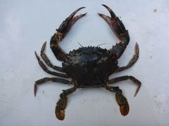 Charybdis japonica