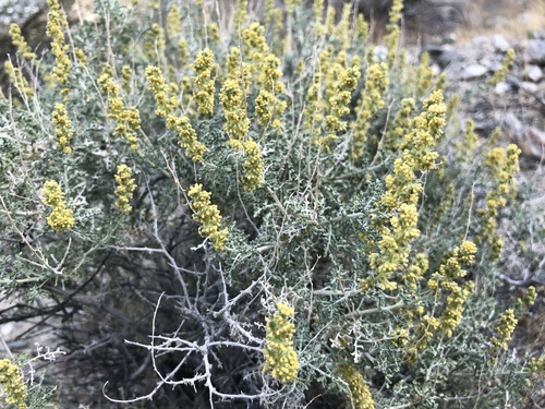 iNaturalist observation photo of Burrobush