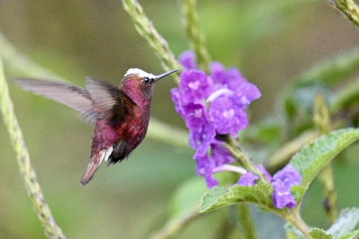 Snowcap (Microchera albocoronata), photo 6