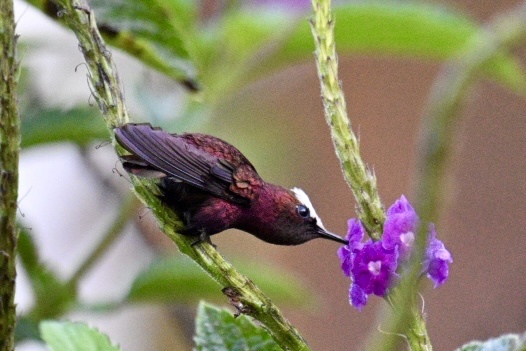 Snowcap (Microchera albocoronata), photo 7