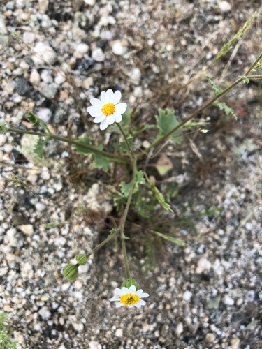 iNaturalist observation photo of Emory's rockdaisy