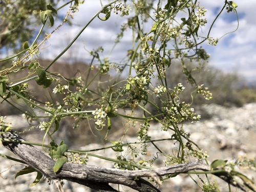 iNaturalist observation photo of Desert Starvine