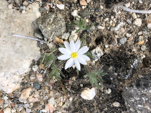 iNaturalist observation photo of Mojave desertstar