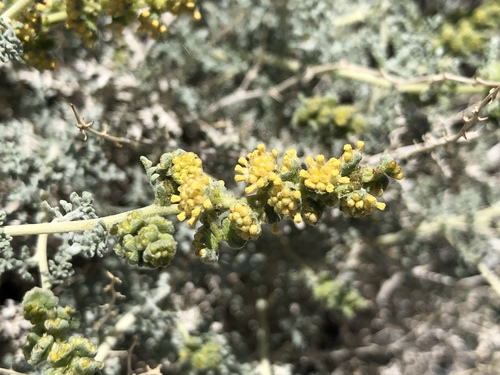 iNaturalist observation photo of Burrobush