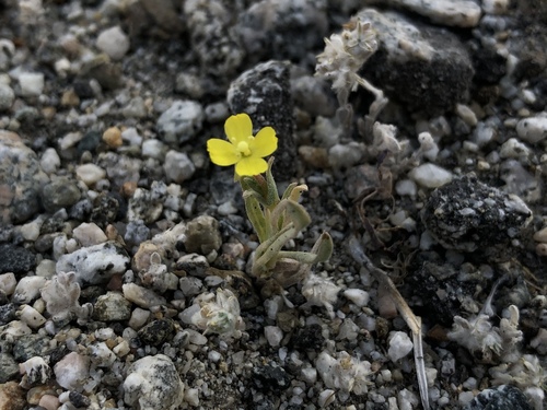 iNaturalist observation photo of pale yellow suncup