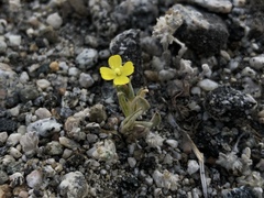 Camissoniopsis pallida