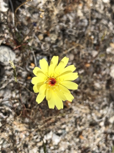 iNaturalist observation photo of desert dandelion