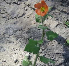 Sphaeralcea lindheimeri