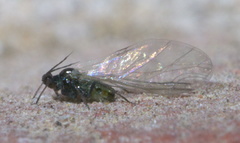 Rhopalosiphum