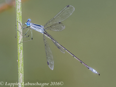 Lestes plagiatus
