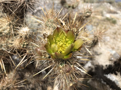 iNaturalist observation photo of Silver Cholla
