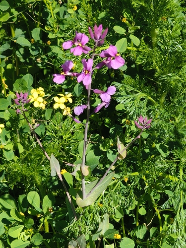 Moricandia moricandioides, photograph 3