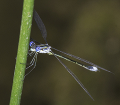 Lestes plagiatus