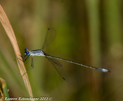 Lestes plagiatus