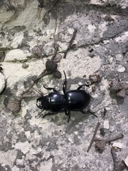 Pasimachus californicus