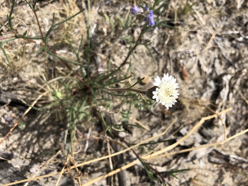 iNaturalist observation photo of Fremont's pincushion