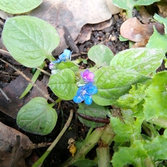 Omphalodes verna
