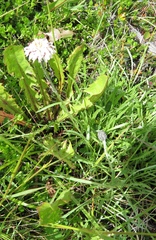 Hypochaeris incana