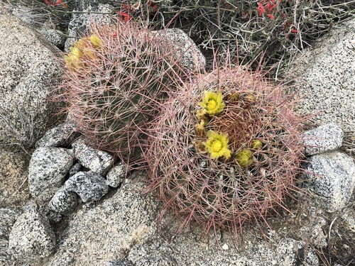 iNaturalist observation photo of California Barrel Cactus