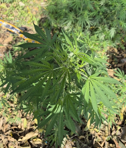 Cannabis