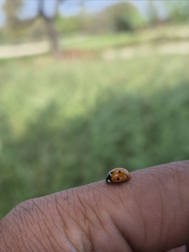 Seven-spotted Lady Beetle