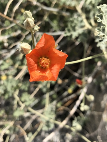 iNaturalist observation photo of apricot globemallow