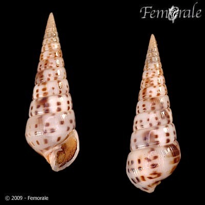 (Pyramidella)