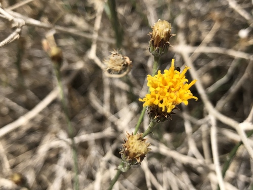 iNaturalist observation photo of Sweetbush