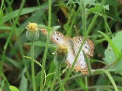 Anartia jatrophae
