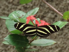 Heliconius charithonia