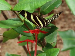 Heliconius charithonia