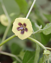 Physalis longifolia subglabrata