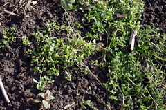 Stellaria media