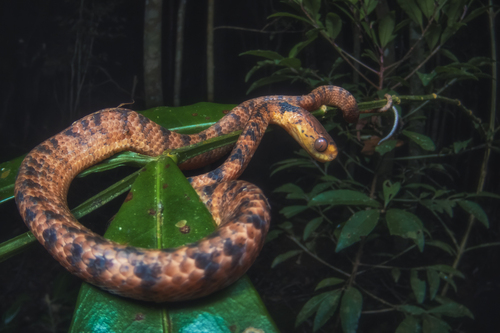 Formosa Slug Snake