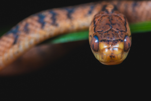 Formosa Slug Snake