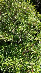 Quintinia serrata