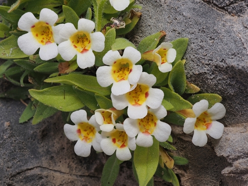 Death Valley monkeyflower (Diplacus rupicola)