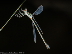 Lestes plagiatus
