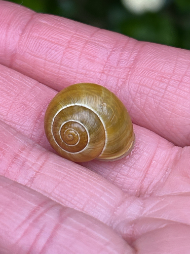 Cepaea hortensis