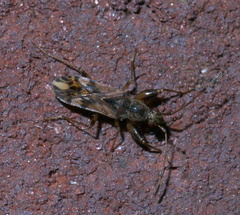 Neopamera albocincta
