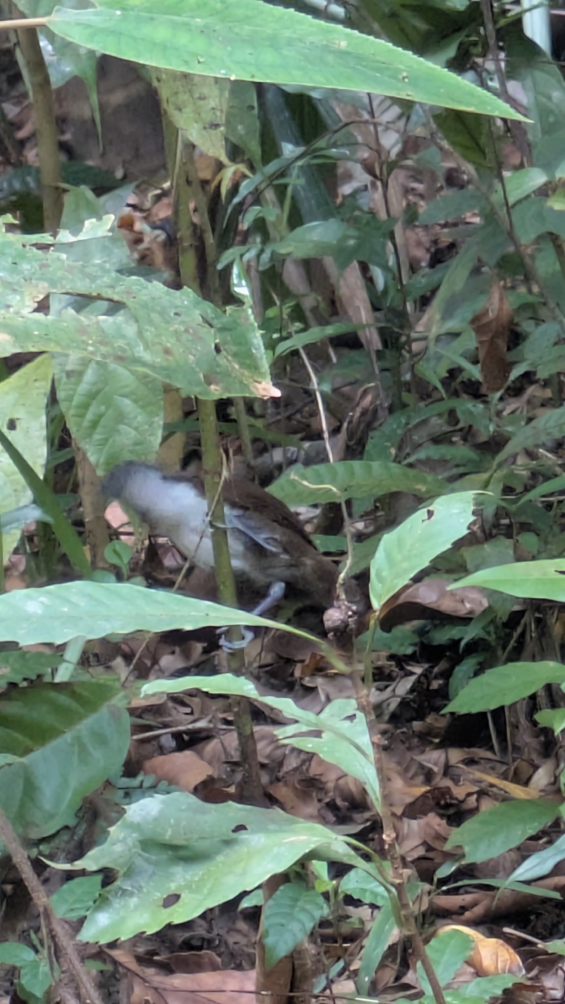 White-cheeked Antbird (Gymnopithys leucaspis), photo 5