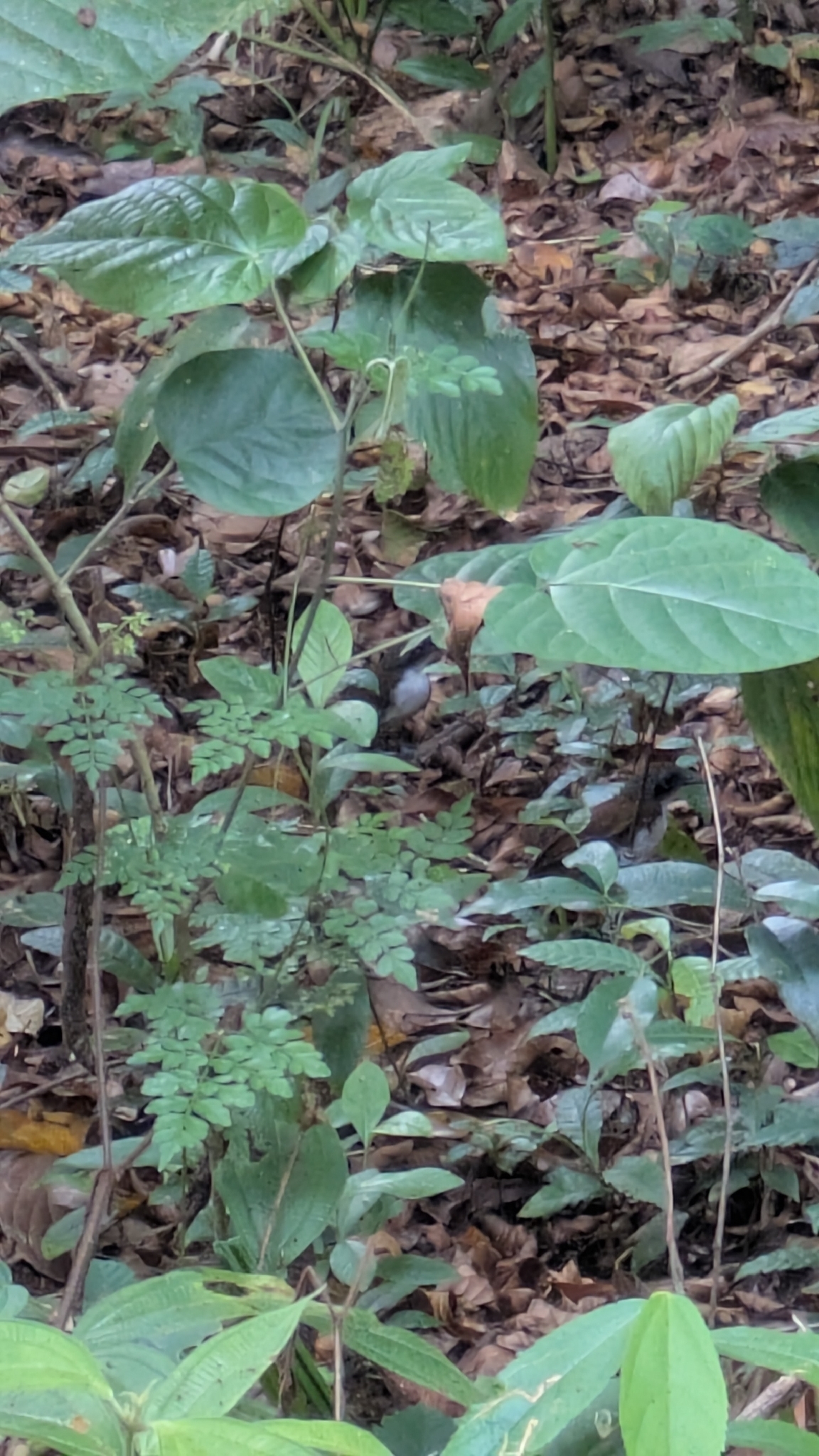 White-cheeked Antbird (Gymnopithys leucaspis), photo 6